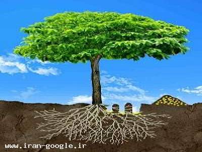 درخت-تزریق کود به ریشه درخت