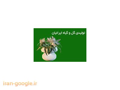 شرق تهران-تولید نشاء فصلی خارجی ، طراحی و اجرا فضای سبز